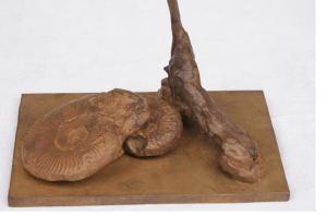 ammonite et déposition png